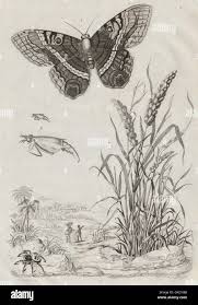 Image result for Eriochrysis