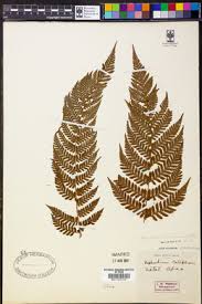 Image result for Megalastrum lanuginosum