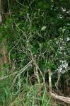Image result for Cola mossambicensis