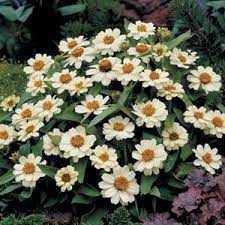 Zinnia profusion double mix 250 seeds. Profusion Double Fire Zinnia