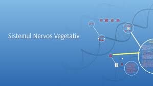 Definiția și faptele neuropatiei periferice. Sistemul Nervos Vegetativ By Tania Farcas