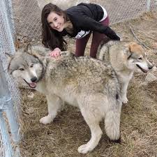 Dire wolves chiefs esports club vs lpl pro league 2021 season 1 lpl pro league 2021 season 1. Sarah And The Wolves Youtube