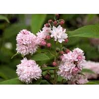 Image result for Deutzia hybrida Pink Pompon