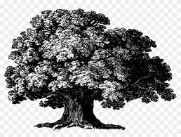Maybe you would like to learn more about one of these? Under The Baobab Tree Drawing Woody Plant Plants Baobab Tree Png Clipart 2943545 Pikpng