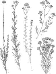 Image result for Schistostephium crataegifolium