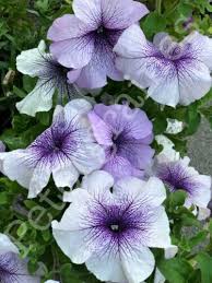 Image result for Rungia paxiana