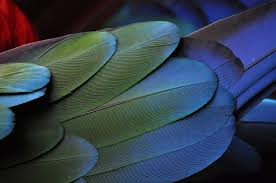 Look at all these colorful and stunning bird pictures. Beautiful Birds Top 25 Most Beautiful Birds In The World