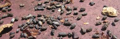 Image result for squirrel poop
