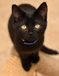 Black And White Cat Breeds With Yellow Eyes And Cats With Yellow Eyes And Black Fur Are Also Its Kind Of Beautiful White Cats Crazy Cats Black Cat