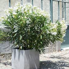 Planter un laurier rose en pot. Laurier Rose Conseils D Entretien Des Lauriers Schilliger