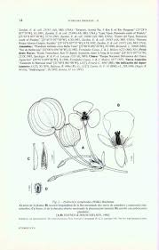 Image result for Limnocharitaceae