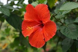 Image result for Hibiscus fuscus