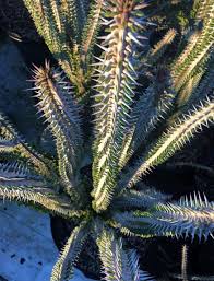 Image result for Alluaudia procera