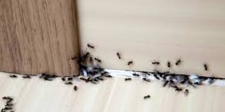 Can you get rid of ants in your flower garden? How To Get Rid Of Ants In Your House