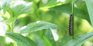 Check spelling or type a new query. How To Create A Caterpillar Garden Protect Your Vegetable Garden