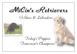 If you still insist that a golden is the dog for you, read on. Micin S Retrievers Golden Retrievers Labrador Retrievers Golden Retrievers Labrador Retrievers Puppies Breeders Fair Haven Mi