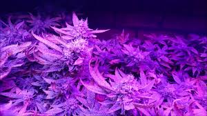 1200 watt king plus flower update. Scrog Update 6 Using King Plus 1000w Led Grow Light By Catcannabis