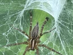 Maybe you would like to learn more about one of these? Tennessee Spiders Pictures And Identification Tips Green Nature