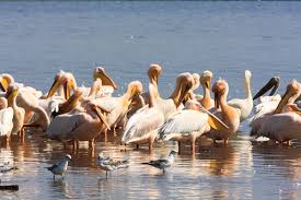 Verificați traducerile „insectă în rusă. Sejur De Rusalii In Delta DunÄƒrii Letea Sulina Sf Gheorghe Booktes