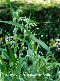 Image result for Coix lacryma-jobi