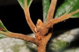 Image result for Actinodaphne