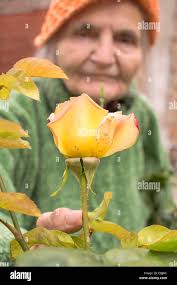 Woman rose bud garden hi-res stock photography and images