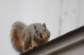 Fall Is The Time Of Year When Squirrels Aggressively Start To Enter Residential Attics Dallas Get Rid Of Squirrels Squirrel Dog Control