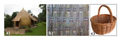 Image result for Oreobambos buchwaldii