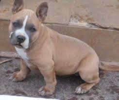 American Bully Dog Breed Information And Pictures