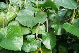 Image result for Piperaceae