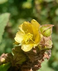 Image result for Malvastrum coromandelianum