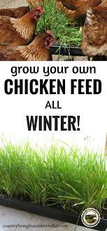 Grow Your Own Chicken Feed All Winter Long Using Fodder Chicken Farm Homestead Chicken Feed Chickens Backyard Building A Chicken Coop