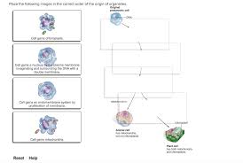 Proteins are found embedded within the plasma membrane, with some extending all the way through in order to transport materials. Place The Following Images In The Correct Order Of Chegg Com
