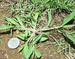 We did not find results for: What Does Crabgrass Look Like
