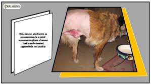 Some dogs will know their time is approaching and will look to their people. Symptoms Of Bone Cancer In Dogs
