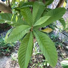 メルカリ ビワの葉 生葉 びわの葉 ビワノ葉 完全無農薬 枇杷の葉 梱包込み200g 植物 観葉植物 1 000 中古や未使用のフリマ
