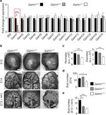 O-glycosylation modulates integrin and FGF signalling by influencing the  secretion of basement membrane components