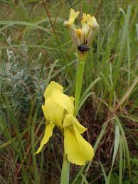 Image result for Moraea spathulata