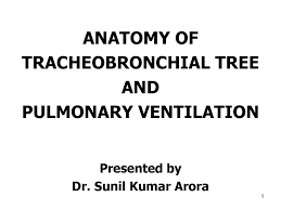 Tracheobronchial Tree Pulmonary Ventilation Ppt Download