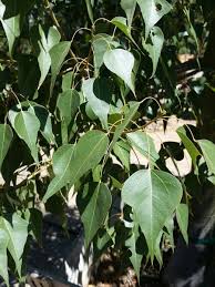 Image result for Brachychiton populneus