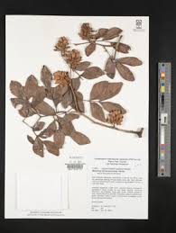 Image result for Cynometra alexandri