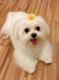 Maltese Cute Puppies Maltese Dogs Maltese Puppy