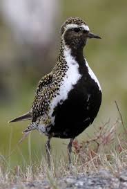 Total and new cases, deaths per day, mortality and recovery rates, current active cases bangladesh. Birds Birding Trips And Birdwatching Tours In Lower Saxony Fat Birder
