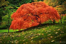 Life Of A Tree By Aaron Reed Japanese Garden Portland Japanese Garden Beautiful Tree
