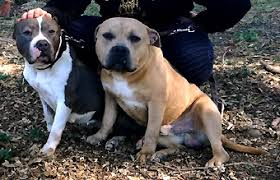 Criadores argentinos de dogo de burdeos. Rottweiler Hunde In Not Rottweiler Hilfe Rottweiler Vermittlung