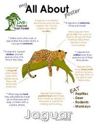 My All About Jaguars Book Workbook Tropical Rain Forest Jungle Animals Rainforest Animals Jungle Animals Animal Facts