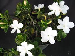 Image result for Carissa tetramera