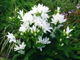 Campanula Glomerata Alba Campanula Flower Seeds Planting Flowers