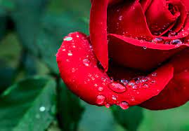 Fotos gratis : flor, Rocío, fotografía, hoja, pétalo, Rosa, rojo, rosado,  flora, de cerca, frondoso, colorete, gotas, humedad, lamer, Fotografía  macro, planta floreciendo, Rosas de jardín, Familia rosa, Tallo de la  planta,