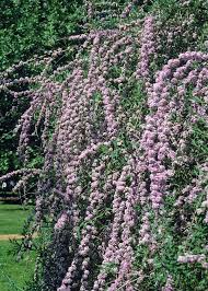 Bild Chinesischer Schmetterlingsstrauch Buddleja Alternifolia Seite 3181 11976 Familienheim Und Garten Bluhende Pflanzen Garten Pflanzen Beeteinfassung